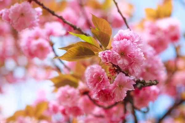 Close Cherry Blossom Sakura Flower Springtime Beautiful Pink Flowers Selective — Stock Photo, Image