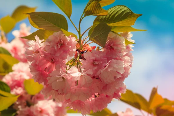 Close Cherry Blossom Sakura Flower Springtime Beautiful Pink Flowers Selective — Stock Photo, Image