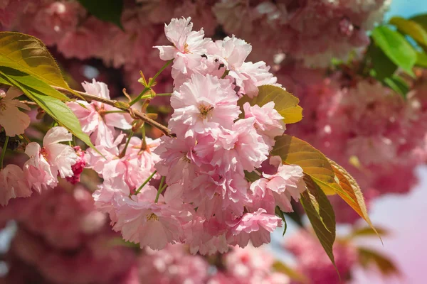 Close Cherry Blossom Sakura Flower Springtime Beautiful Pink Flowers Selective — Stock Photo, Image
