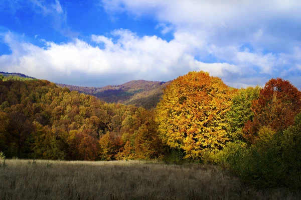 Herfst bos wiew — Stockfoto