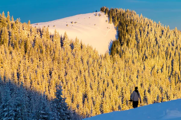 Horský Les v sněhu — Stock fotografie