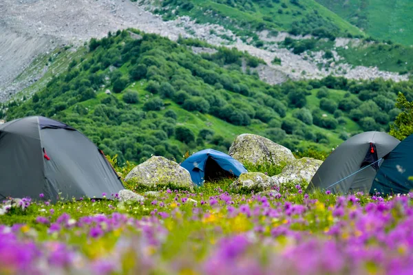 Bir çim üzerinde çadır kampı — Stok fotoğraf