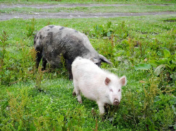 Haarige georgische Schweine — Stockfoto