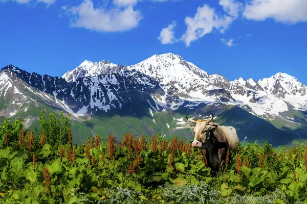 Wilde koe in de bergen — Stockfoto