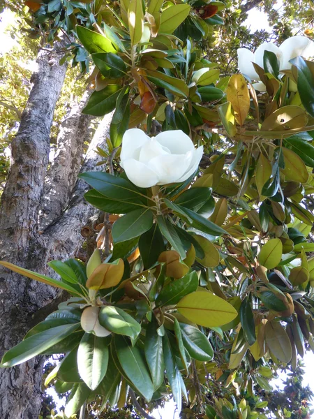 Kvetoucí strom Fikus — Stock fotografie