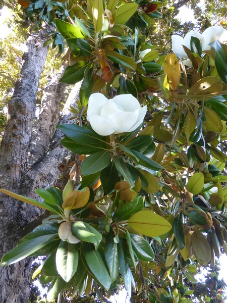 Blooming tree Fikus — Stock Photo, Image