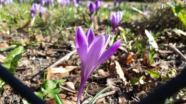 Wiosenne kwiaty - krokusy — Zdjęcie stockowe
