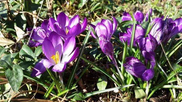 Wiosenne kwiaty - krokusy — Zdjęcie stockowe