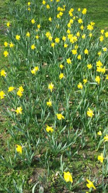 Bahar çiçekleri - gelişmiş nergis