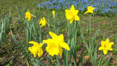 Bahar çiçekleri - gelişmiş nergis