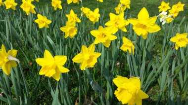 Bahar çiçekleri - gelişmiş nergis