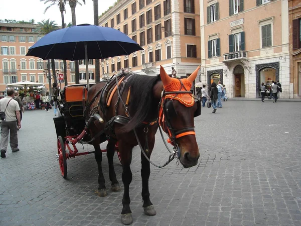 Hackney na náměstí v Římě, Itálie — Stock fotografie