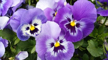 Güzel çiçekler mavi menekşe pansies