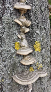 Ağaç kabuğu köşeli ayraç mantarlar