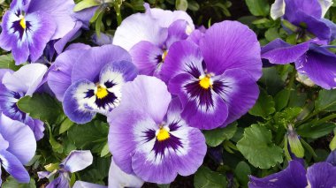 Güzel çiçekler mavi menekşe pansies