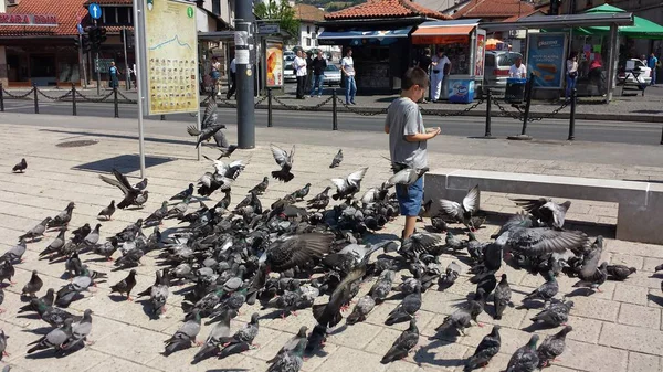 Rapaz alimenta os pombos — Fotografia de Stock