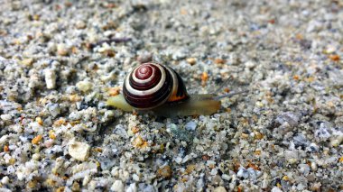 Kum ve ince taşlar üzerinde sürünerek salyangoz