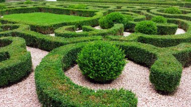 Ornamental hedges in the park clipart