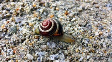 Kum ve ince taşlar üzerinde sürünerek salyangoz