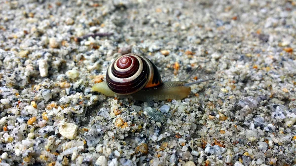 Kum ve ince taşlar üzerinde sürünerek salyangoz