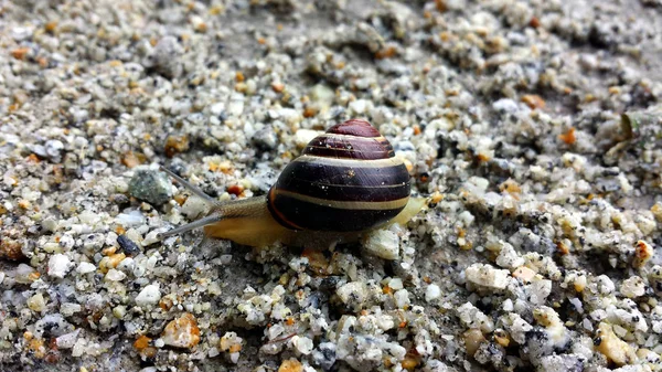 Kum ve ince taşlar üzerinde sürünerek salyangoz