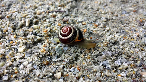 Kum ve ince taşlar üzerinde sürünerek salyangoz