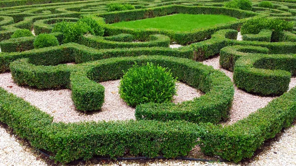 Parkta süs çalıları