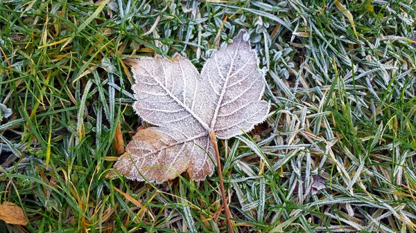 Folha Congelada Grama Verde Congelada — Fotografia de Stock