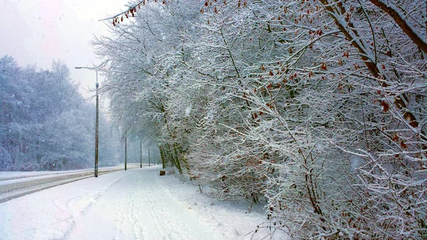 Winter forest.Street and sidewalk in a snowy forest, without people.