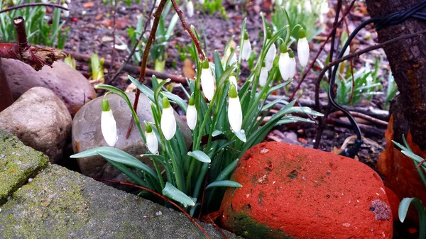 Spring Coming Snowdrops Covered Raindrops — Stock Photo, Image