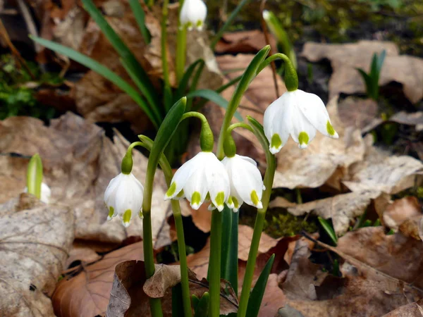 İlk bahar çiçekleri. Kardelen, kar tanesi arasında kuru sonbahar yaprakları.