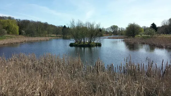 Calamus Sec Sur Bord Étang Jour Avril — Photo