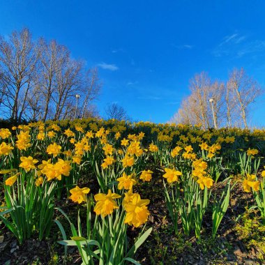 Nergisler. Arka planda ağaçlar ve mavi gökyüzünde.