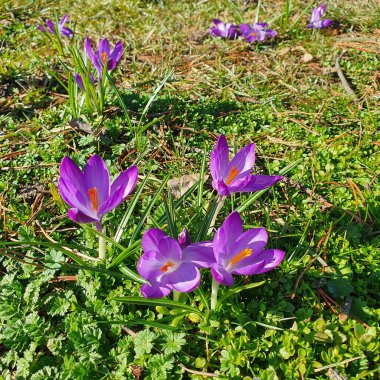 Yeşil çimlerin üzerinde timsahlar