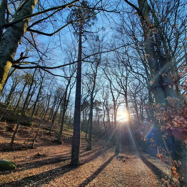 Raios Sol Entre Árvores Floresta — Fotografia de Stock