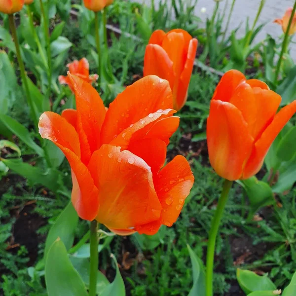 Tulipes Après Une Pluie Printanière — Photo