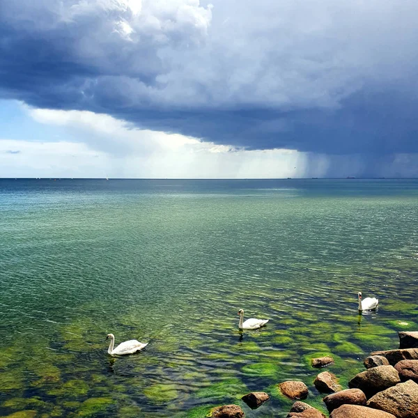 海面上乌云密布 逃避雨的天鹅 — 图库照片