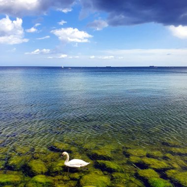 Suda yalnız bir kuğu. Yeşil taşlar suyun altında görünür..
