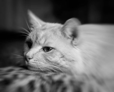 bir kedinin siyah beyaz fotoğrafı