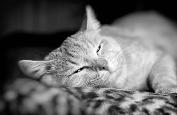 Foto em preto e branco de um gato — Fotografia de Stock