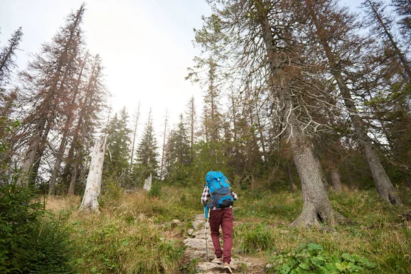 Man gå upp ett spår i skogen — Stockfoto