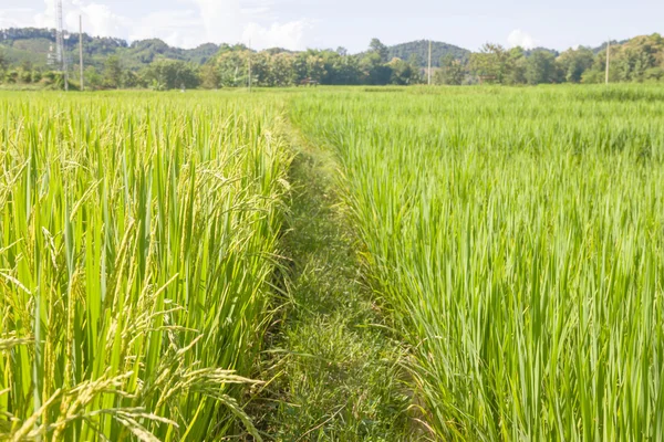 Der grüne Reis im Hintergrund Reis, thailändische Ernte. — Stockfoto