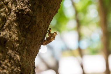 ağustosböceği tüy dökme, exoskeleton ağustosböceği,