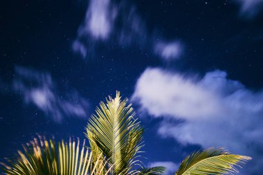 Bulutlu yıldızlı arka planda palmiye yapraklı doğal manzara 