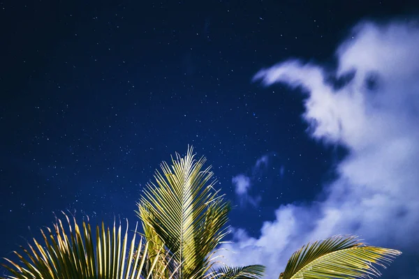 Paisaje Natural Con Hojas Palmera Sobre Fondo Cielo Estrellado Nublado —  Fotos de Stock