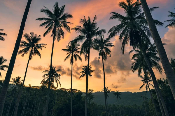 Přírodní Krajina Palmami Siluety Pozadí Západu Slunce — Stock fotografie