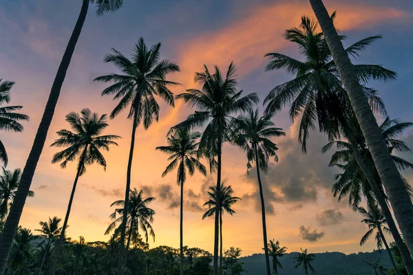 Paisaje Natural Con Siluetas Palmeras Sobre Fondo Del Atardecer —  Fotos de Stock