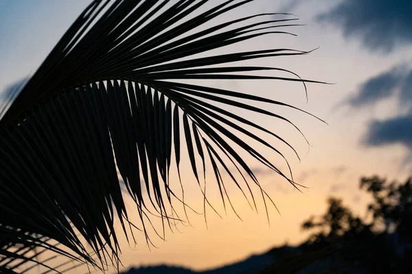 Přírodní Krajina Palmovým Listem Pozadí Západu Slunce — Stock fotografie