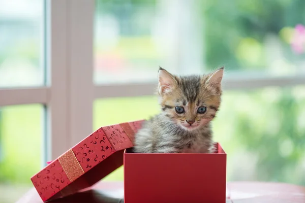 Gato en la caja — Foto de Stock