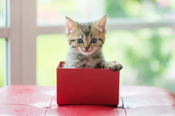 Gato en la caja — Foto de Stock